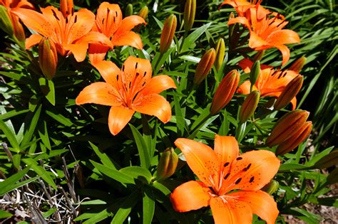 Vibrant Asian Lilies Free Stock Photo - Public Domain Pictures