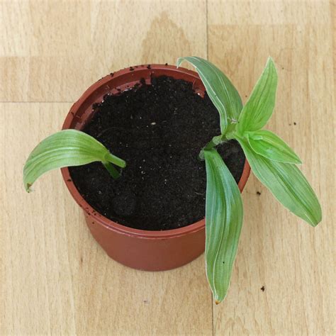 Tradescantia fluminensis