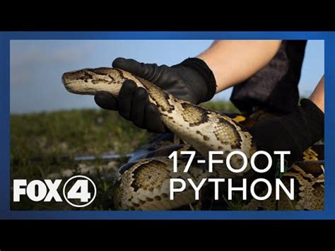 Image result for Catching Python's in Florida