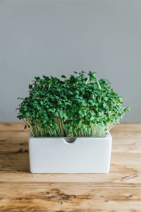 Thai-Karotten-Kokos-Kürbissuppe mit Microgreens · Eat this! Food Blog