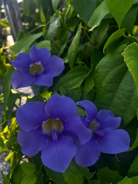 Pensacola Seed & Garden North (@pensacolaseedandgardennorth ...