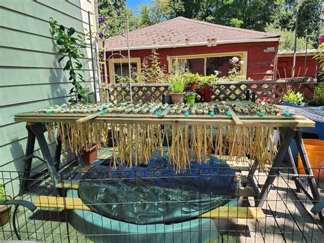 How to Store Garlic (Best Practices for Long-Lasting Freshness) - The Ultimate Homestead