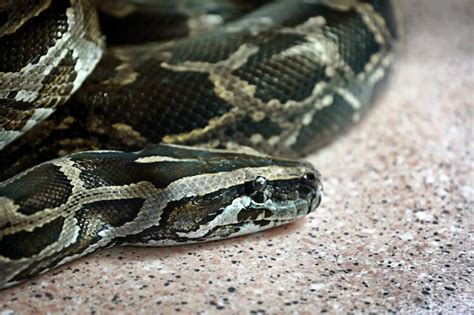 Image result for Big Python's