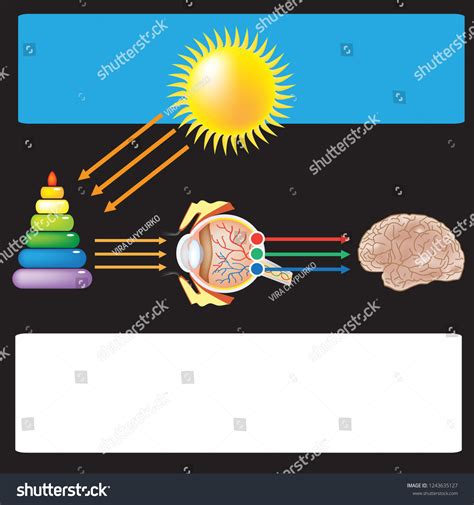 Image result for Visual Inspection Eye Structure Labeled