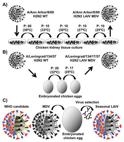 Temperature Sensitive Mutations in Influenza A Viral Ribonucleoprotein ...