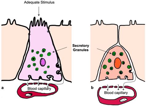 A Focus on Enterochromaffin Cells among the Enteroendocrine Cells ...