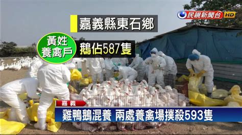 中國H5N6禽傳人 致死率7成 - 焦點 - 自由時報電子報