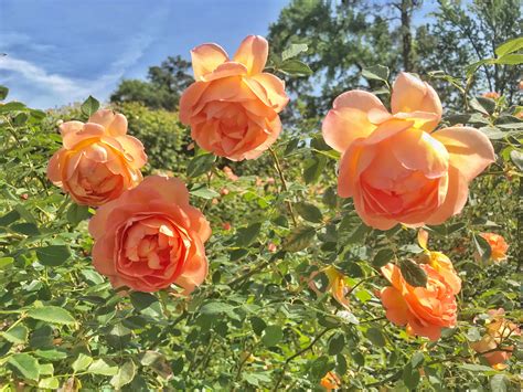 Tyler, Texas, Rose Garden | Flowers, Texas gardening, Rose
