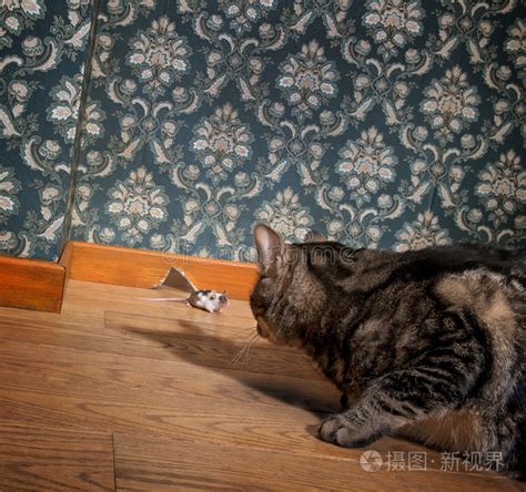 豪华老式房间里的猫和老鼠照片-正版商用图片0i9vfk-摄图新视界