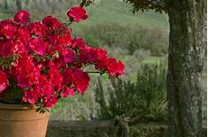 fiori azalee fiori e piante ortensie azalee e gardenie fiori azalee fiori e piante ortensie azalee e gardenie