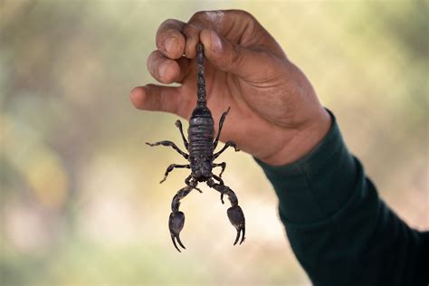 How to treat a scorpion sting according to experts - The Manual