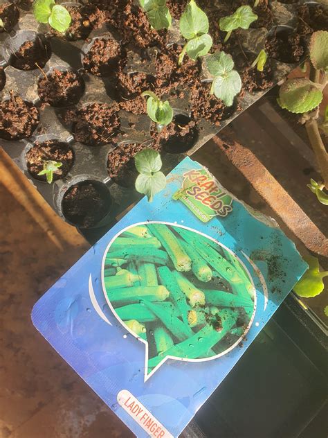 Lady Finger and Chilli with Khurpi 1 inch Vegetable Seeds with Free 200 ...