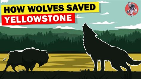 Image result for How Reintroducing Wolves Changed Yellowstone