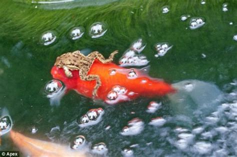 青蛙为什么要冬眠？