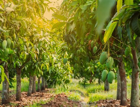 Mango Farmland | Mango Farmland For Sale - M/S Holidaysfarm