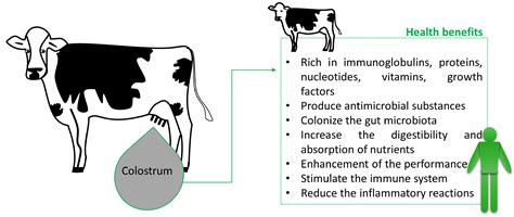 Bovine Colostrum: Human and Animal Health Benefits or Route ...