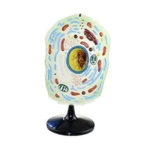 Biology Teaching Aids Model of Plant Cell Anatomical Model Plant Cell ...