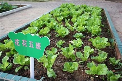 北京市农业技术专家提醒种植户做好蔬菜春季管理|疫情_新浪新闻