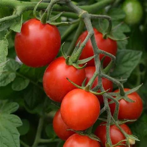 Tomato Red Cherry Seeds - Sweet, Juicy, High Yield, 60-70 Days to Harvest