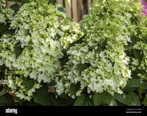 Panicle hydrangea (Hydrangea paniculata) . flowering, Baden ...