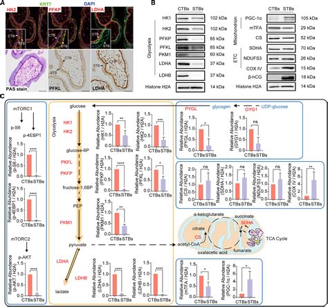 Acetyl-CoA metabolism maintains histone acetylation for ...