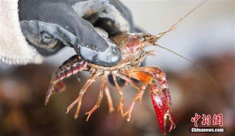 日本立法禁止出售或放生小龙虾 但可作为宠物饲养_日本立法禁售小龙虾_物种_生物