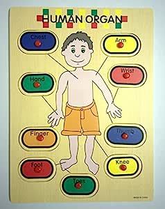 Human Body Parts Puzzle Picture Learning Board for Kids Children ...