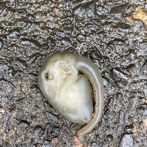 Image result for Alien Beach