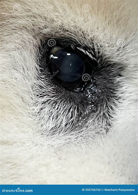 Inside Dog Eye is Cloudy and Opaque Len,cataract Disease Stock Image ...