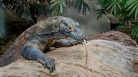 Genus Of Komodo Dragon