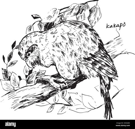 Rare kakapo parrot Stock Vector Images - Alamy