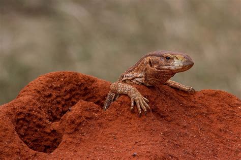 Image result for Computer Monitor Lizard