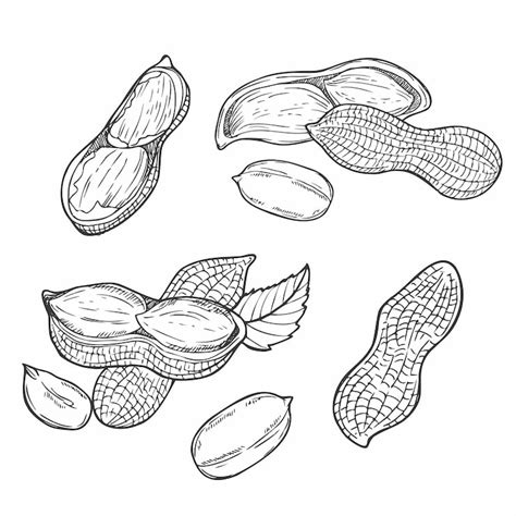Images de Cacahuete dessin – Téléchargement gratuit sur Freepik