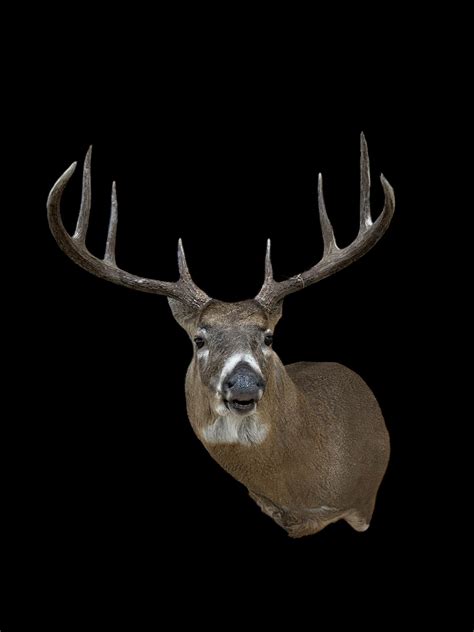 Python Mouth Open Deer 的图像结果