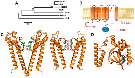 HCN Channels: New Therapeutic Targets for Pain Treatment