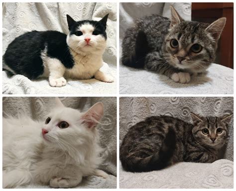 Томичей приглашают на благотворительную выставку котят и кошек ...