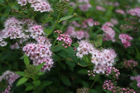 Free photo: Pink Flowering Bush - Blooming, Blossoms, Bush - Free ...