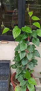 Cloud Farm Betel Leaf/Banarasi Maghai Paan Rare Healthy Live Plant ...