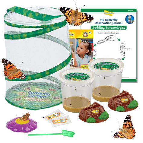 10 Best Butterfly Growing Kits for Budding Enthusiasts – ICO Optics