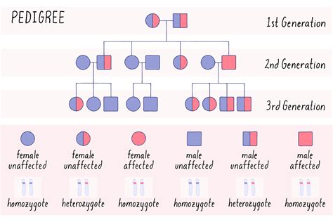 BioDictionary | Graphics & descriptions of biological terms