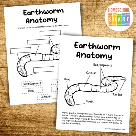 Image result for Cladogram Worksheet Worm