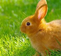 Image result for Cute Bunny Artist