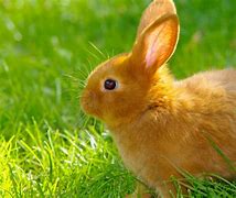 Image result for Cute Bunny Poems