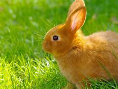 Image result for Cute Bunny Mugs