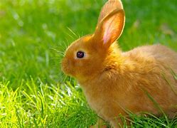 Image result for Cute Bunny Pictures Fake