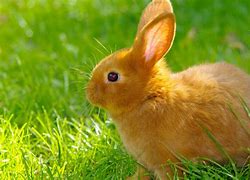 Image result for Chibi Cute Bunny Cartoon