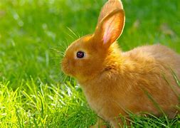 Image result for Cute Bunny Silhouette