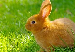 Image result for Cutest Baby Rabbit