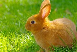 Image result for Cute Bunny Screensavers
