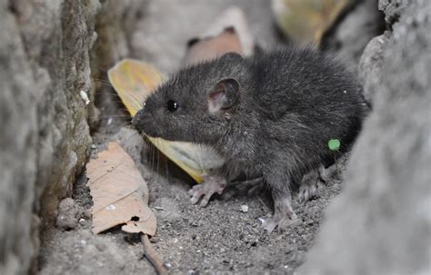 Monty Python Mouse Problem 的图像结果